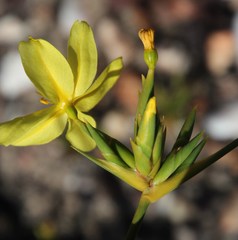 Bobartia longicyma
