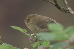 Certhidea fusca