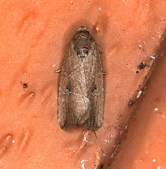 Elaphria nucicolora