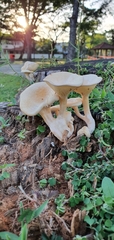 Lentinus