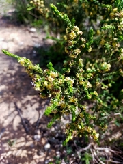 Thymelaea hirsuta