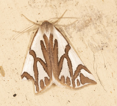 Thalaina inscripta