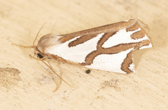 Thalaina inscripta