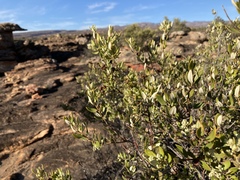 Phylica oleifolia