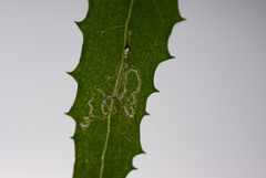 Stigmella ogygia