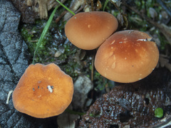 Marasmius elegans
