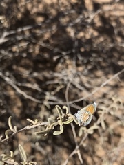 Brephidium exilis exilis