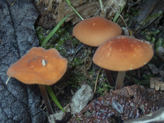 Marasmius elegans