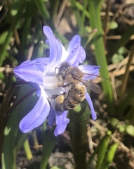Apis mellifera