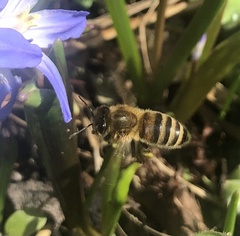 Apis mellifera