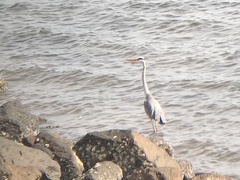 Ardea cinerea