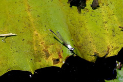 Agriocnemis exsudans