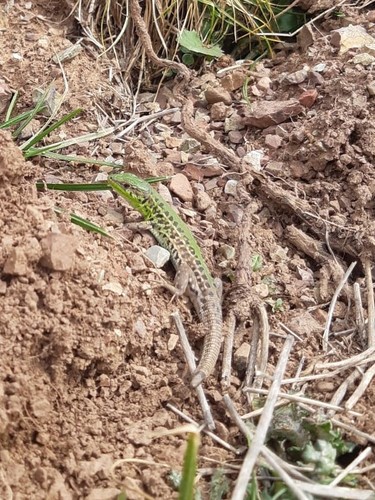 Ionian Wall Lizard