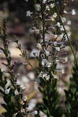 Freylinia longiflora