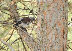 Turdus pilaris