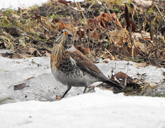 Turdus pilaris