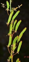 Reseda lanceolata