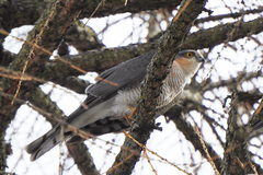 Accipiter nisus