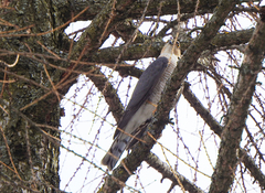 Accipiter nisus