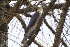 Accipiter nisus