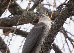 Accipiter nisus