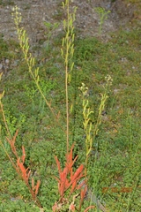 Reseda lanceolata