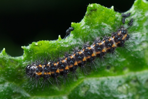 New Zealand Magpie Moth photo 5