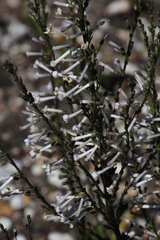 Freylinia longiflora