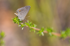 Eicochrysops messapus