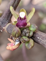 Luisia