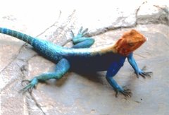 Agama lionotus