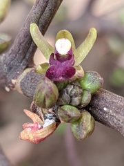 Luisia