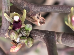 Luisia