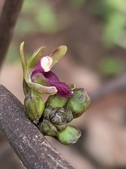 Luisia