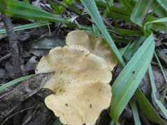 Favolus fuscolineatus