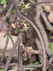Luisia