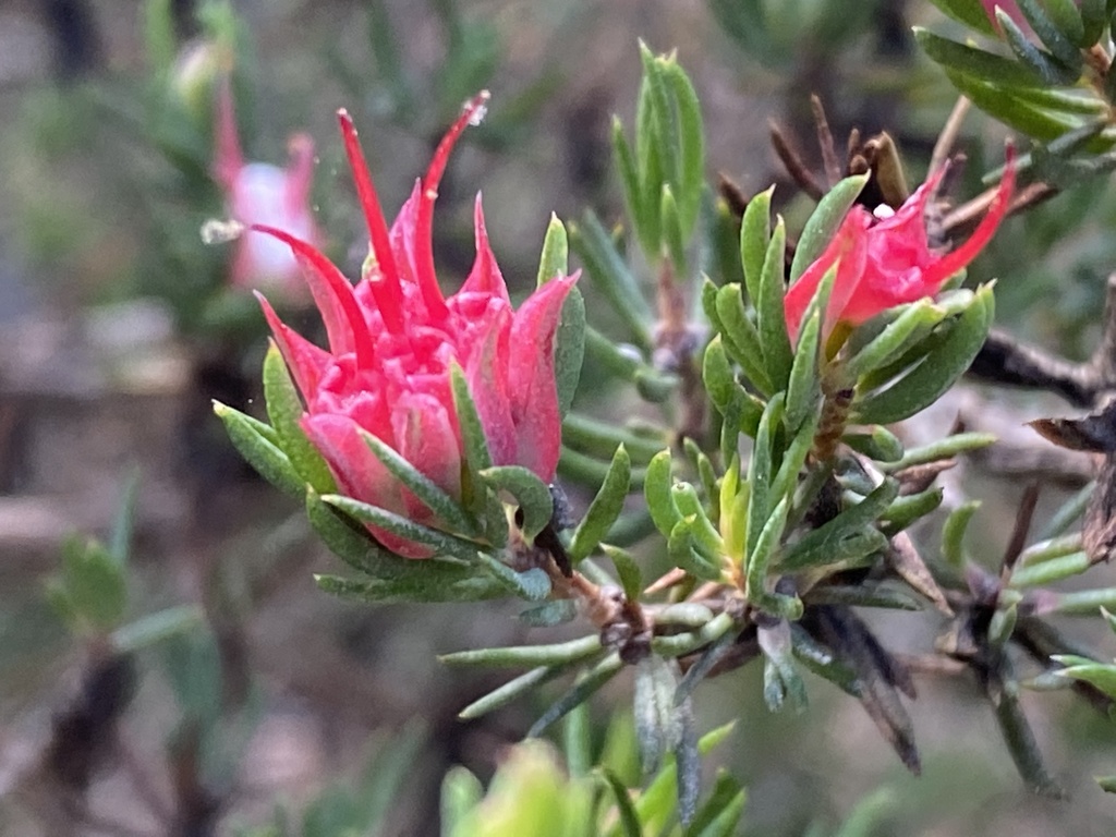 Darwinia taxifolia