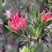 Darwinia taxifolia - Photo (c) Margaret Sky, some rights reserved (CC BY-NC), uploaded by Margaret Sky