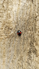 Harmonia axyridis