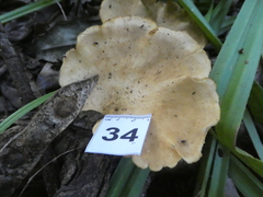 Favolus fuscolineatus