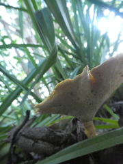 Favolus fuscolineatus