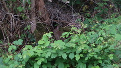 Oryctolagus cuniculus