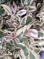Graptophyllum