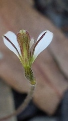 Eriochilus collinus collinus