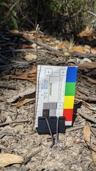 Eriochilus collinus collinus