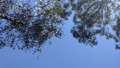 Eriochilus collinus collinus