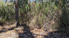 Eriochilus collinus collinus