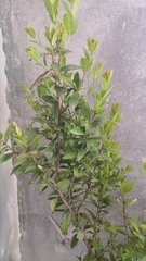 Myrtus