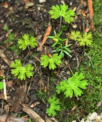 Geranium microphyllum