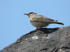 Galerida cristata